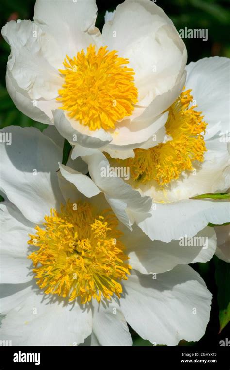 Peony Clairette White Paeonia Lactiflora White Flowers Yellow Stamens