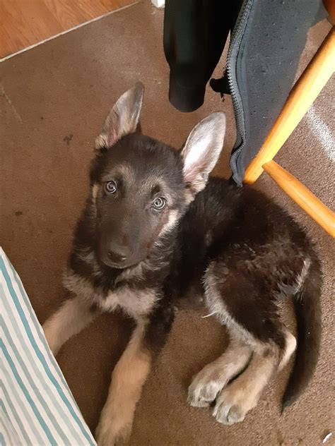 Our phoenix puppy training and scottsdale puppy programs are the best way to get a fast start i recently called phoenix dog training to train my out of control hyper australian shepherd. German Shepherd Puppies For Sale | Phoenix, AZ #326613