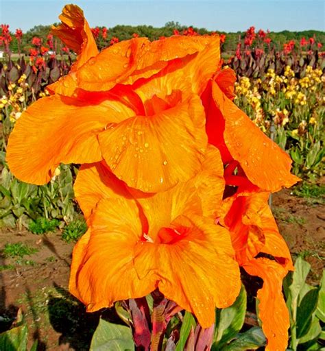 You may know it as pretoria or as bengal tiger. Canna, Semi-Dwarf 'Pretoria' - De Groot, Inc. - Perennials ...