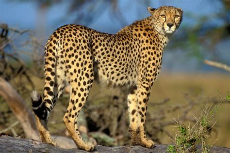 India Has Been Permitted To Reintroduce Cheetahs To The Wild After 70 Years