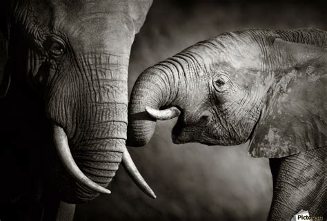 elephant affection johan swanepoel