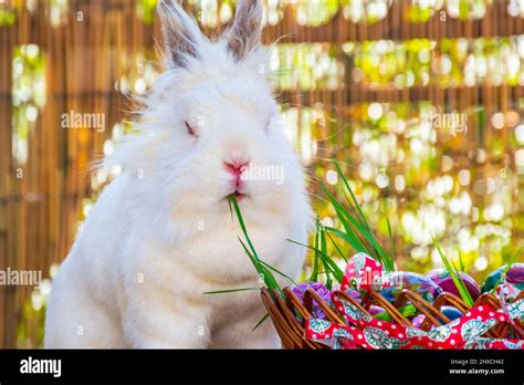 White Bunny Eating Grass From Basket Full Of Easter Eggs Stock Photo