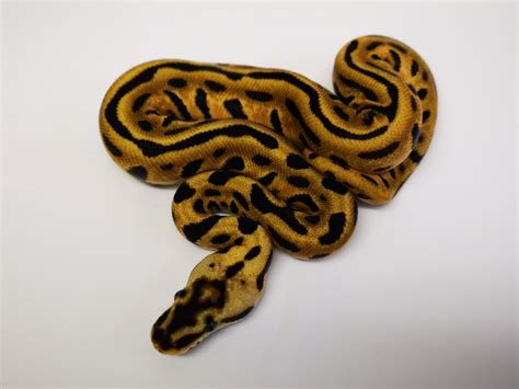 Enchi Leopard Mojave Pastel Woma Morph List World Of Ball Pythons