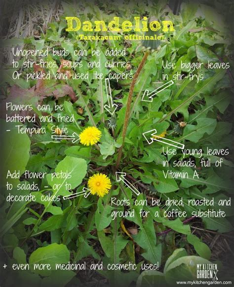 8 Ways To Eat Dandelions Mykitchengarden