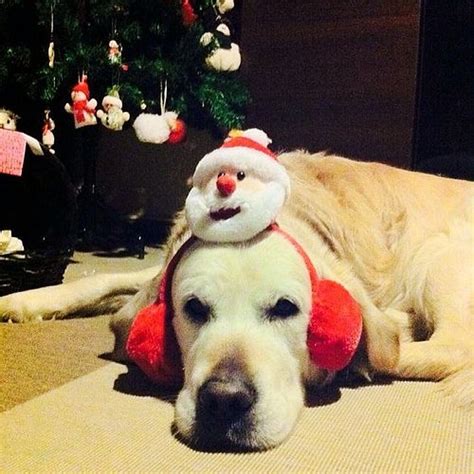 Christmas Dog With Santa Ear Muffs Earmuffs Christmas Dog Labrador