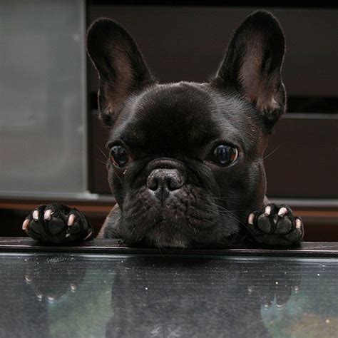 Get an in depth look at the french bulldog. Cute Smushed-Faced Dogs | POPSUGAR Pets