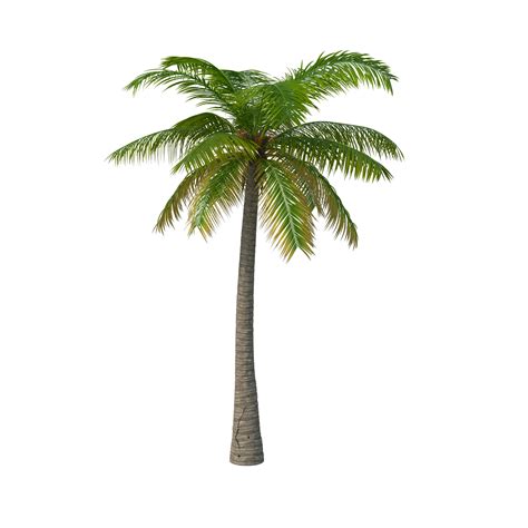 Palm Tree Png Image Purepng Free Transparent Cc Png Image Library