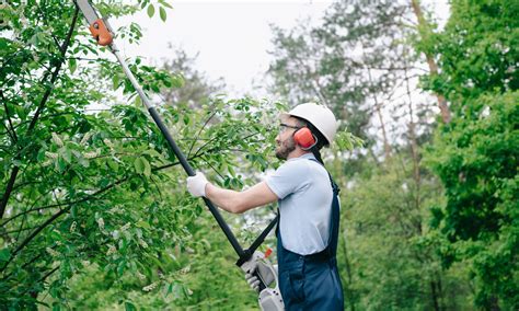 How Tree Trimming Can Improve Property Safety Green Keeper Tree Care
