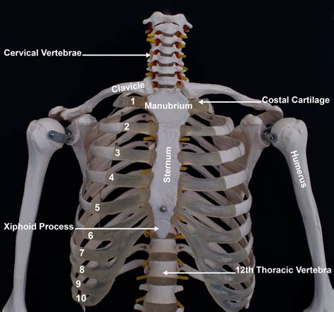 Xiphoid Process Of Sternum