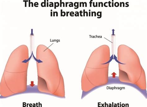 Diaphragmatic Breathing Port Melbourne Physiotherapy And Pilates