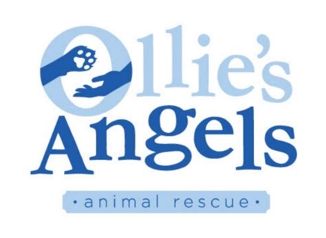 Ollies Angels Animal Rescuepet Shelter In Greenlawn Ny
