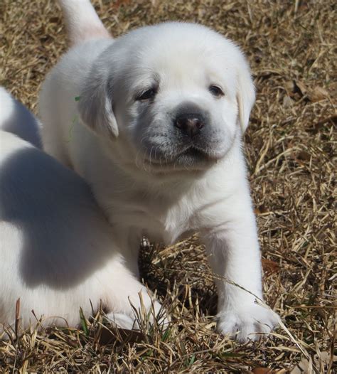 English White Labrador Puppies For Sale 1500 Akc Limited Registration