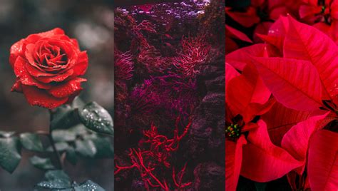 45 Things That Are Red In Nature With Names Facts And Pictures