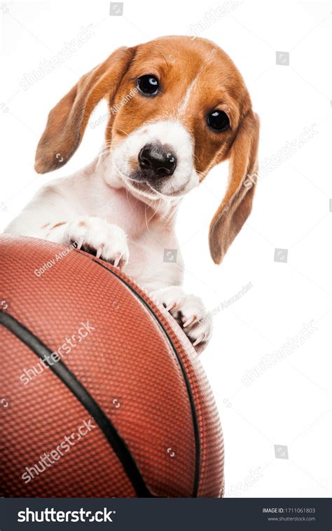 2699 Dog Basketball Images Stock Photos And Vectors Shutterstock