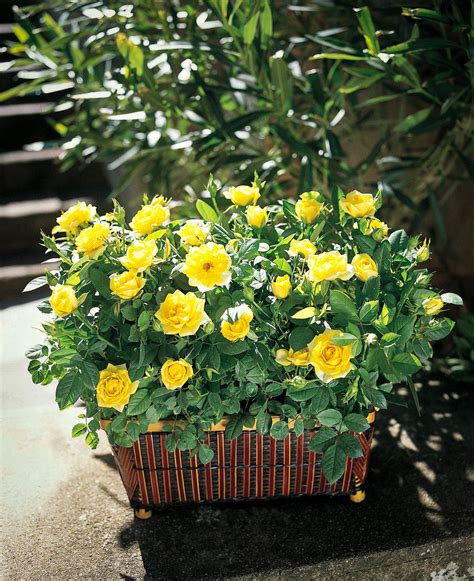 Sunny Knockout Roses For Sale Online The Tree Center