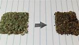 Decarboxylation Marijuana Images