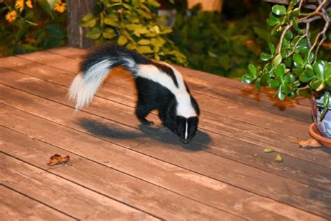 So how do you keep them out of your garden, and your food intact? 6 Simple Steps to Get Rid of Skunks Under Your Deck - My ...