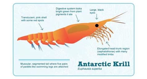 Krill Fishing Poses Serious Threat To Antarctic Ecosystem Greenpeace