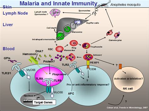 Malaria Immunology Osaka University Immunology Frontier Research Center