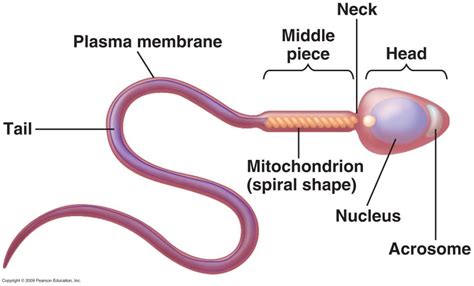 Process Of Sperm Formation And Its Structure Online Science Notes