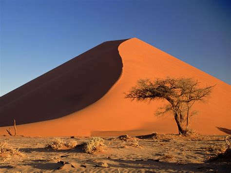 Sand Dunes And Acacia Tree Namib Desert Namibia Africa Wallpapers