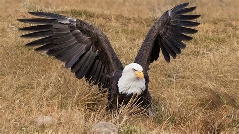 A Debate Over Bald Eagles Plays Out At A Colorado Nature Preserve