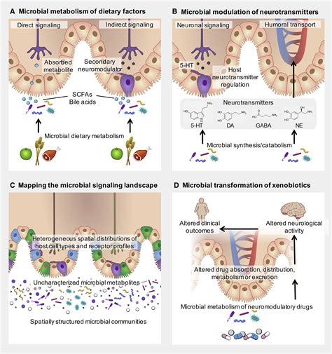 Toward Understanding Microbiome Neuronal Signaling Molecular Cell