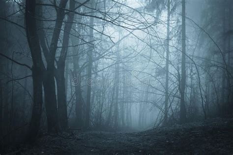 Blue Fog In A Dark Forest With Fog At Night Blue Fog In A Dark Forest