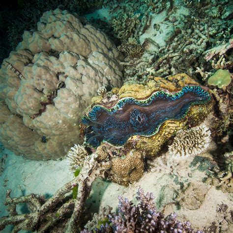 Giant Clam Great Barrier Reef Foundation Great Barrier Reef Foundation