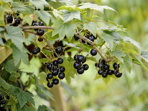 How To Grow And Care For Currants Black Red White Love The Garden