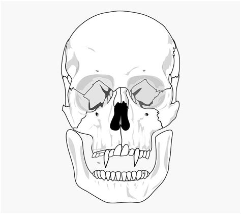 Understanding The Skull Bones A Comprehensive Guide With Blank Diagram