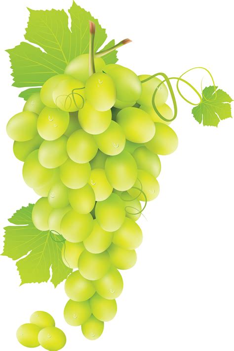 Grape Vine Png Hd Free Transparent Grape Vine Hdpng Images Pluspng