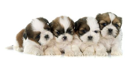 1 Shih Tzu Puppies For Sale In Atlanta Ga Uptown