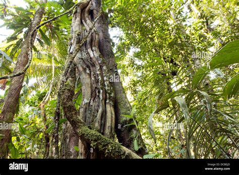 A Liana Tangled Tree Trunk In The Rainforest Ecuador Stock Photo