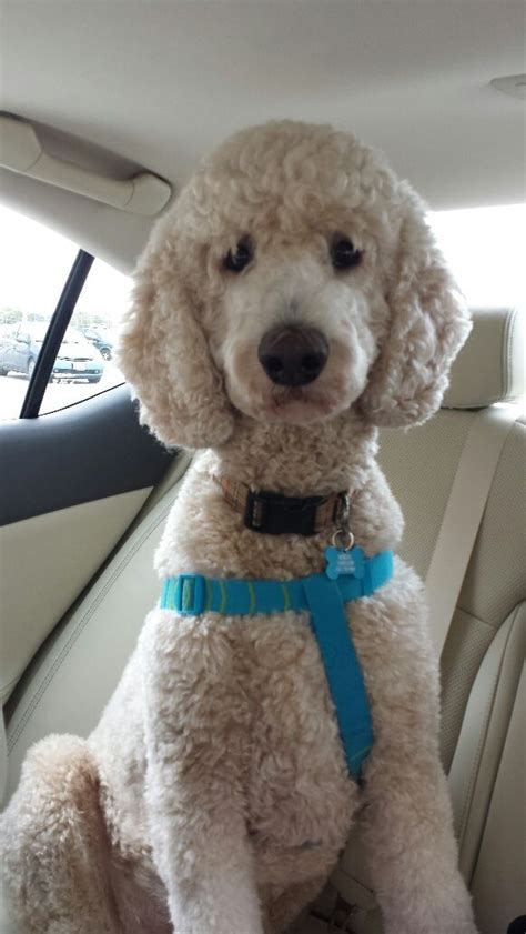 The puppy cut, also known as a teddy bear cut, is a standard as with the puppy cut, you can do different hair lengths on the face, ears, and tail while the body is kept really short. 23 best Goldendoodle cuts images on Pinterest | Poodle ...