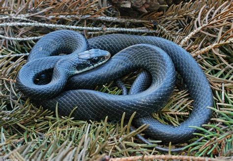 Blue Racer Snake Beautiful Snakes Black Racer