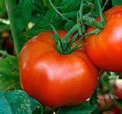 Because of the large amount of customers, in order to solve your issue faster, we suggest you to submit the request. Heirloom Tomato Plants for Sale | GrowJoy.com