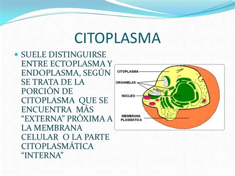 Citoplasma