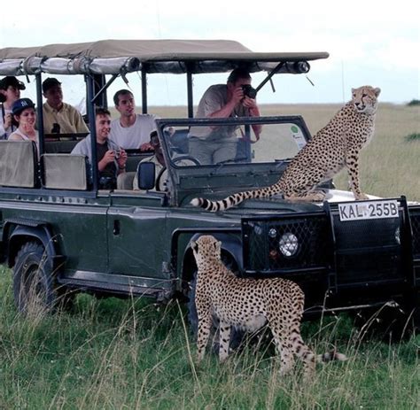 Ostafrika Wer Nicht Auf Safari Geht Hat Kenia Nicht Gesehen Welt