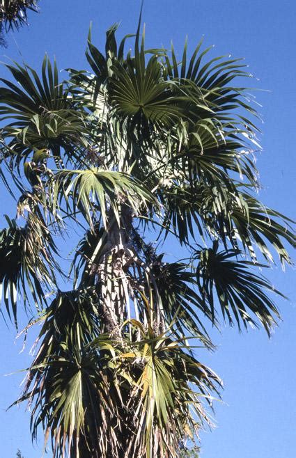 Thrinax Lf Ex Sw Plants Of The World Online Kew Science