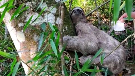 Bicho preguiça é solto na natureza após ser resgatado na Rodovia