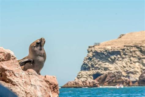 Paracas Crociera Mattutina Alle Isole Ballestas Getyourguide