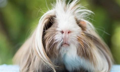 √ 14 Different Types Of Guinea Pig Breeds