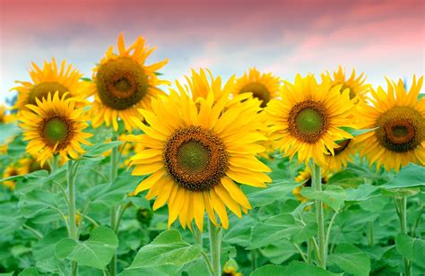 Plantas De Girasoles Hd 2900x1887 Imagenes Wallpapers Gratis