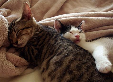 Top 24 Very Cute Cuddling Kitten Pictures Kitten Pictures Beautiful