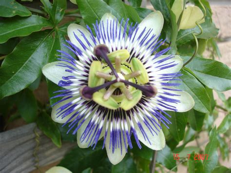 Dateipassiflora Caerulea Blaue Passionsblume Wikipedia