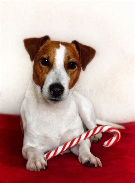 De 7 h/ 20h merci. Jack Russell Terrier Dog Avec Les Yeux Pointus De Chiot ...