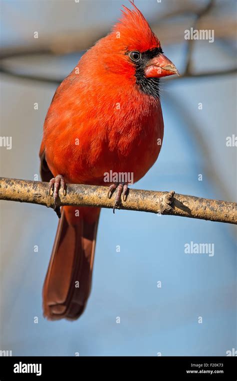 Male Northern Cardinal On A Branch Stock Photo Alamy