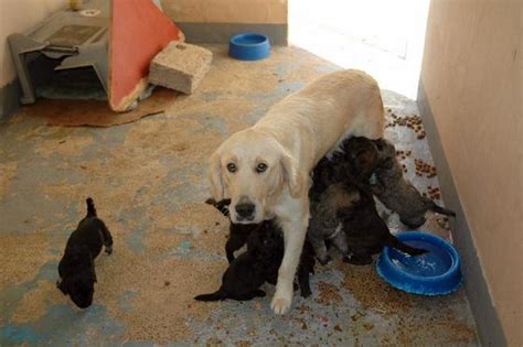 Durch seine fröhliche, aufgeschlossene art hat er diese umstellung zum glück schon gut verkraftet und ist stets guter dinge. 20 Hundewelpen suchen ein neues Zuhause - Fuerteventura ...