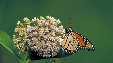 Monarch Butterfly And Other Insect Pollinators Texas Nature Trackers